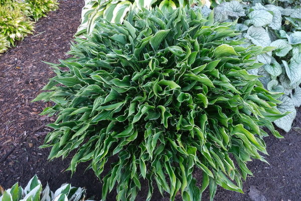 hosta praying hands plant Hosta 'Praying Hands'