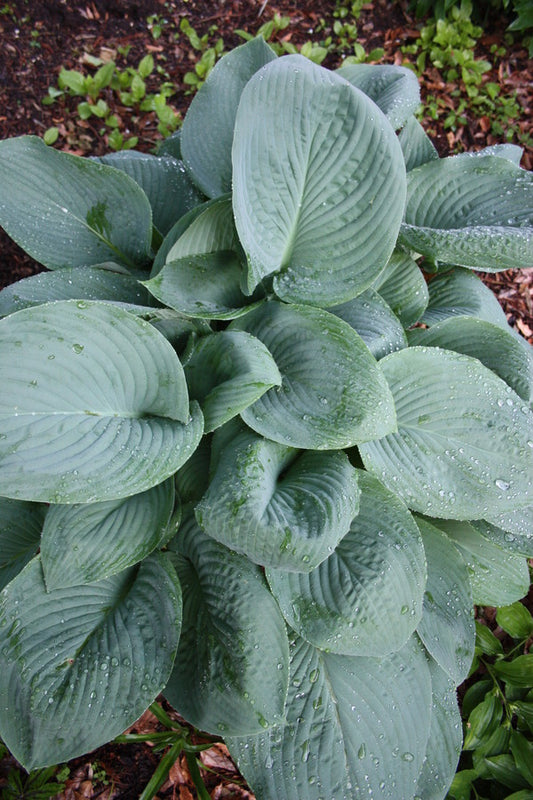 Image of Hosta 'Prince of Wales' taken at Juniper Level Botanic Gdn, NC by JLBG