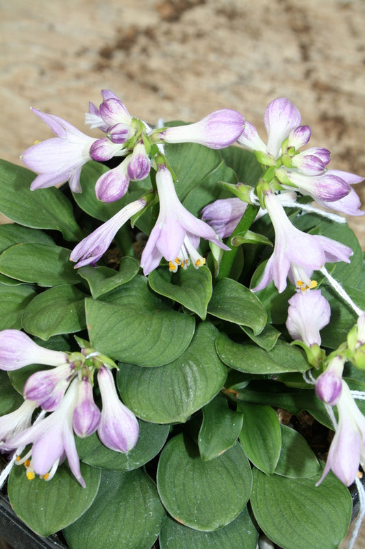 Image of Hosta 'Quarter Back' taken at Juniper Level Botanic Gdn, NC by JLBG