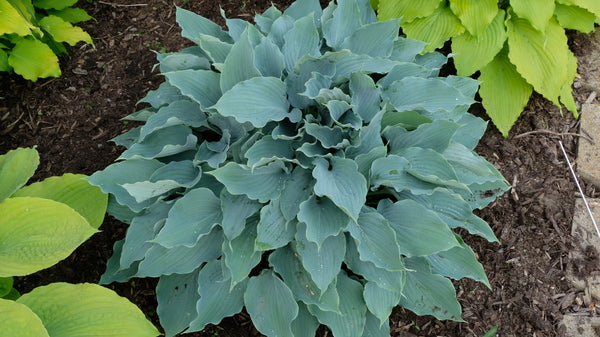Image of Hosta 'Rippling Brook' taken at Walters Gardens, MI by JLBG
