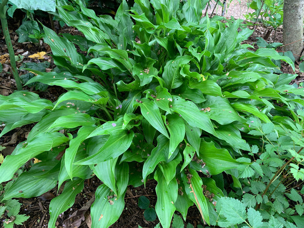 Image of Hosta 'Scentuous' taken at Juniper Level Botanic Gdn, NC by C. Hardison