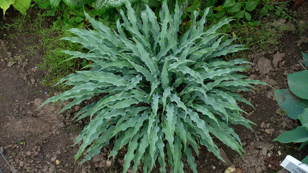 Proven Winners Hosta Silly String - Thumbnail 3