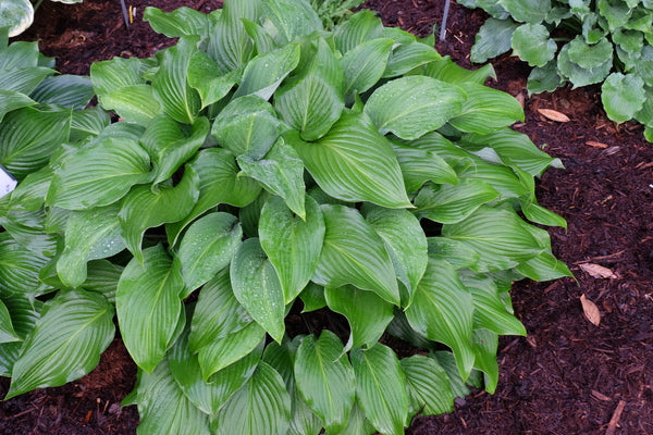 Image of Hosta 'Simply Divine' taken at Juniper Level Botanic Gdn, NC by JLBG