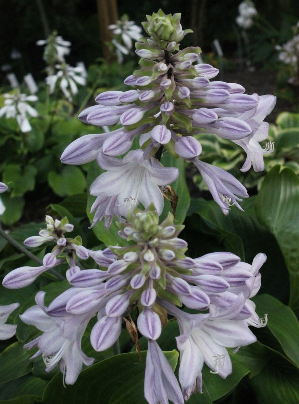Image of Hosta 'Simply Divine' taken at Juniper Level Botanic Gdn, NC by JLBG