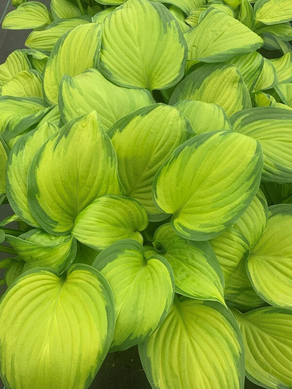 Hosta Stained Glass | Stained Glass Hosta