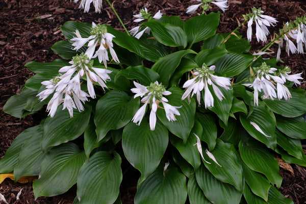 Image of Hosta 'Summer Snowstorm' taken at Juniper Level Botanic Gdn, NC by JLBG