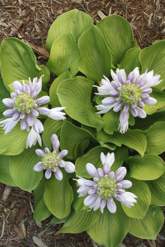 Image of Hosta 'Sun Flower' taken at Juniper Level Botanic Gdn, NC by JLBG