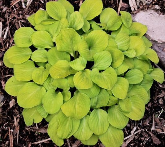 Image of Hosta 'Sun Mouse' PP 30,033 taken at Juniper Level Botanic Gdn, NC by JLBG