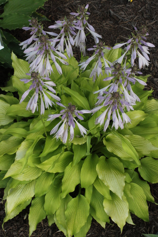 Image of Hosta 'Sunshine Floozie' taken at Juniper Level Botanic Gdn, NC by JLBG