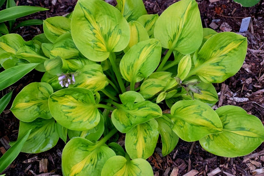 Image of Hosta 'Tattoo'  taken at Juniper Level Botanic Gdn, NC by JLBG