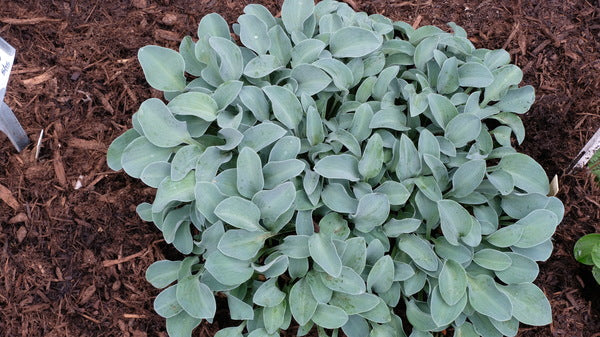 Image of Hosta 'Thumb Bluelina' taken at Juniper Level Botanic Gdn, NC by JLBG