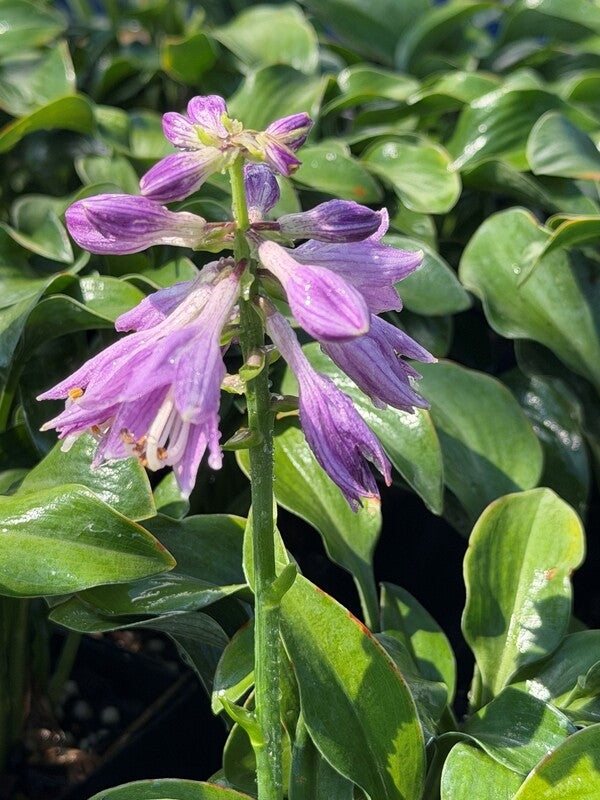 Image of Hosta 'Thumb Bluelina' taken at Juniper Level Botanic Gdn, NC by C. Hardison