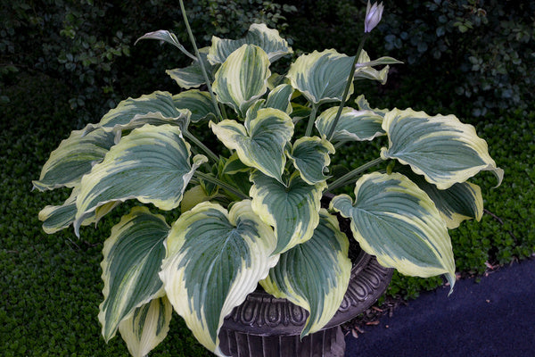 Image of Hosta 'Trendsetter' PP 33,296 taken at Walters Gardens, MI by H. Hansen