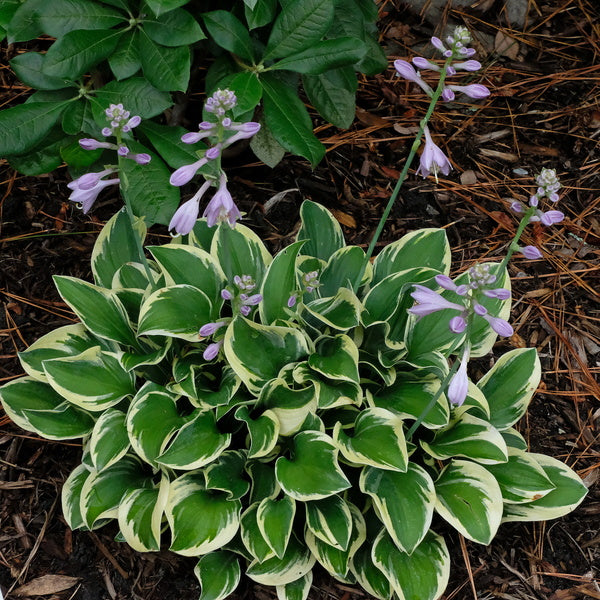 Image of Hosta 'Twice as Mice' taken at Juniper Level Botanic Gdn, NC by JLBG