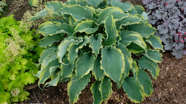 Image of Hosta 'Voices in the Wind' PP 33,265 taken at Walters Gardens, MI by JLBG