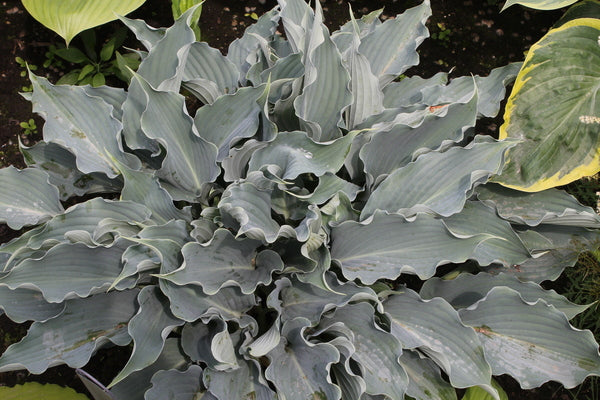 Image of Hosta 'Waterslide' PP 30,303 taken at Walters Gardens, MI