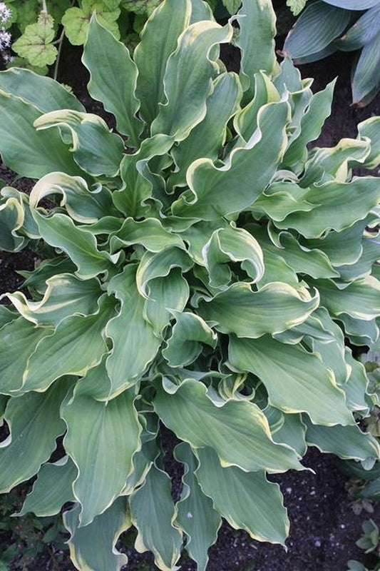Image of Hosta 'Wheee!' PP 23,565 taken at Walters Gardens, MI