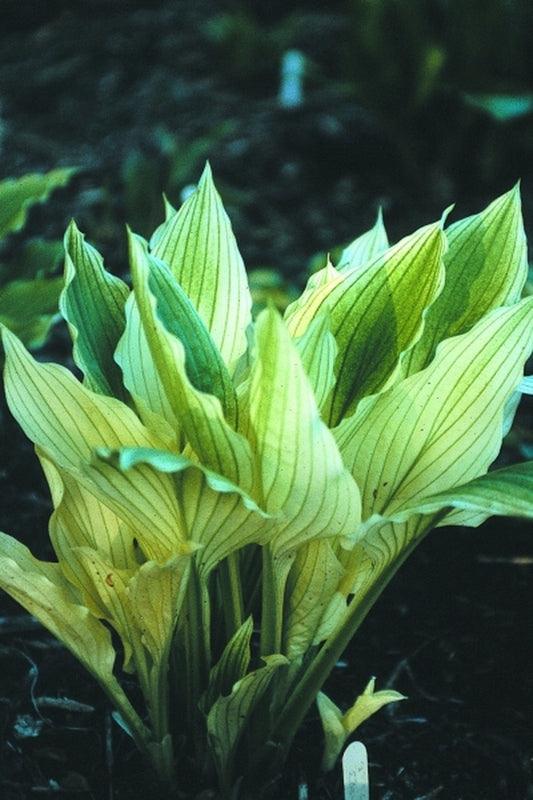 Image of Hosta 'White Wall Tire' taken at Juniper Level Botanic Gdn, NC by JLBG