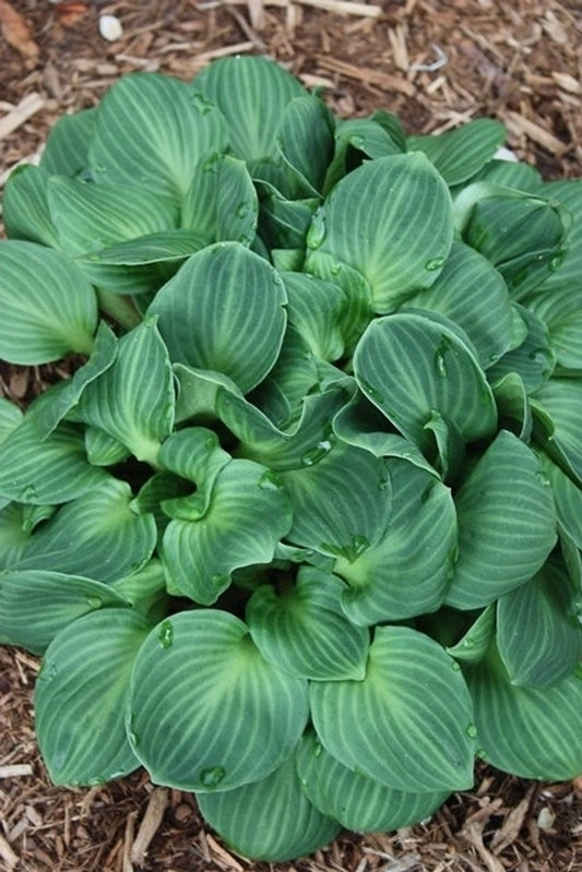 Image of Hosta 'You're So Vein' taken at Juniper Level Botanic Gdn, NC by JLBG