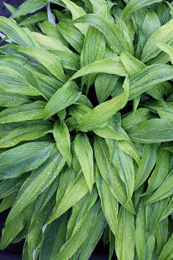 Image of Hosta kikutii 'Hyuga Urajiro' taken at Juniper Level Botanic Gdn, NC by JLBG