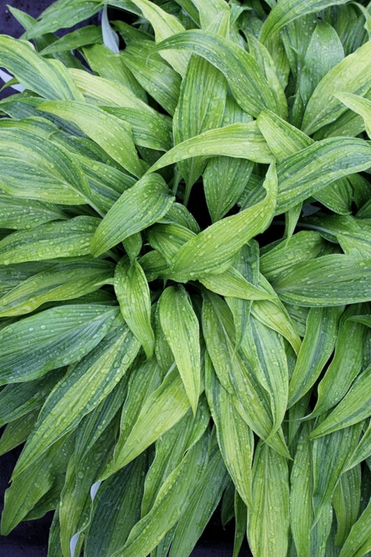 Image of Hosta kikutii 'Hyuga Urajiro' taken at Juniper Level Botanic Gdn, NC by JLBG