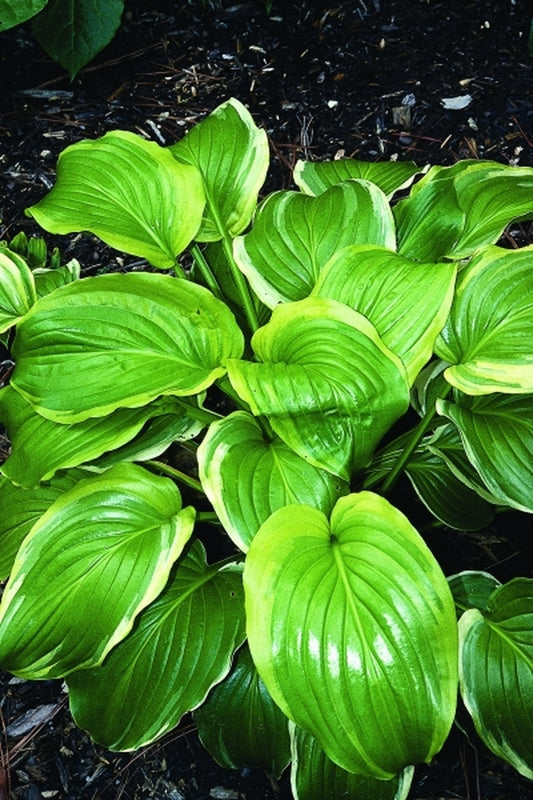 Image of Hosta plantaginea 'Ming Treasure' taken at Juniper Level Botanic Gdn, NC by JLBG