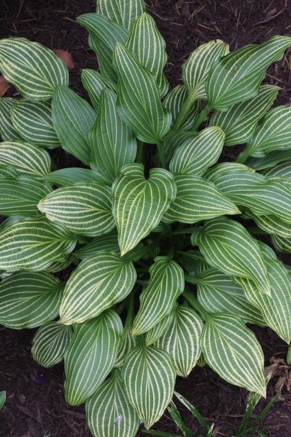 Image of Hosta rectifolia 'Mito-no-hana' taken at Juniper Level Botanic Gdn, NC by JLBG
