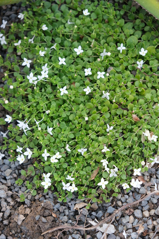Image of Houstonia procumbens 'White Clay' taken at Juniper Level Botanic Gdn, NC by JLBG
