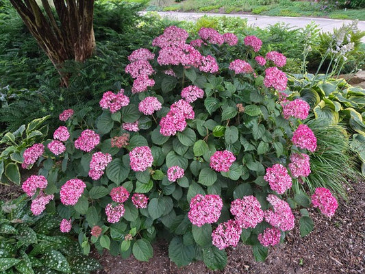 Image of Hydrangea arborescens 'Mini Mauvette' PP 30,358 taken at Juniper Level Botanic Gdn, NC by JLBG