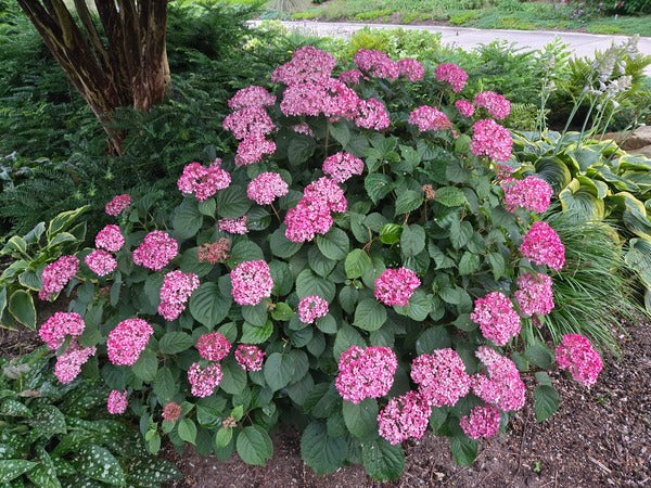 Image of Hydrangea arborescens 'Mini Mauvette' PP 30,358 taken at Juniper Level Botanic Gdn, NC by JLBG