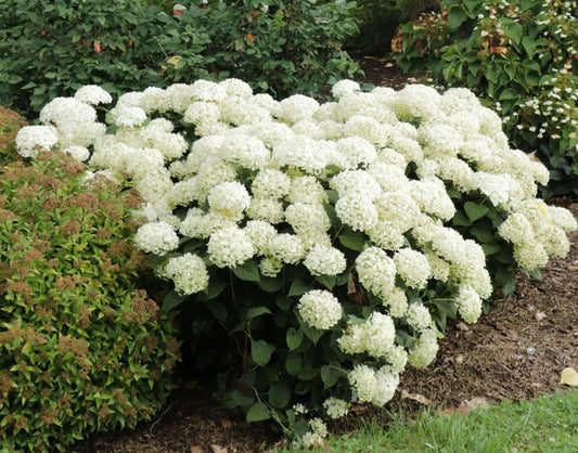 Image of Hydrangea arborescens 'Wee White 2.0' PPAF by Proven Winners