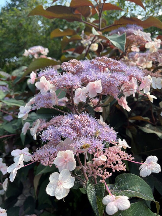 Image of Hydrangea aspera 'Koki' taken at Juniper Level Botanic Gdn, NC by P. McMillan