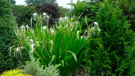 Image of Hymenocallis acutifolia 'Thad Howard' taken at Juniper Level Botanic Gdn, NC by JLBG