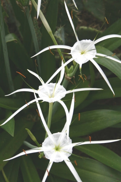 Learn about Hymenocallis caribaea 'Tropical Giant' | Tropical Giant Spider  Lily