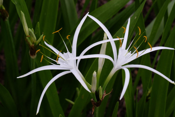Image of Hymenocallis durangoensis taken at Juniper Level Botanic Gdn, NC by JLBG