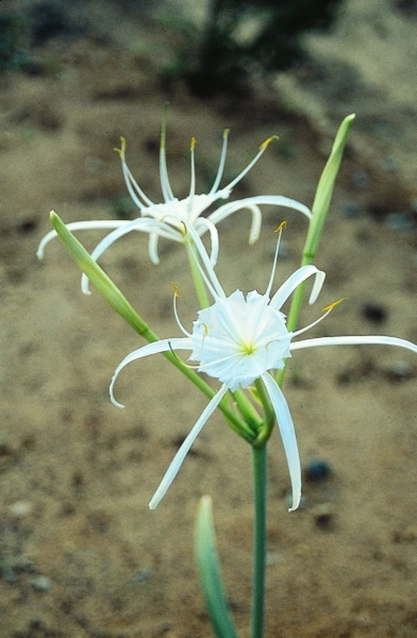Image of Hymenocallis occidentalis var. eulae taken at Juniper Level Botanic Gdn, NC by JLBG