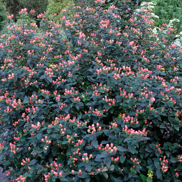 Image of Hypericum x inodorum 'Hypearl Compact Red' taken at Juniper Level Botanic Gdn, NC by JLBG