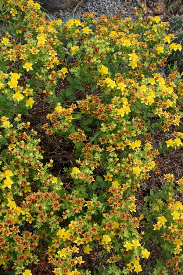 Image of Hypericum myrtifolium 'Georgia Girl'