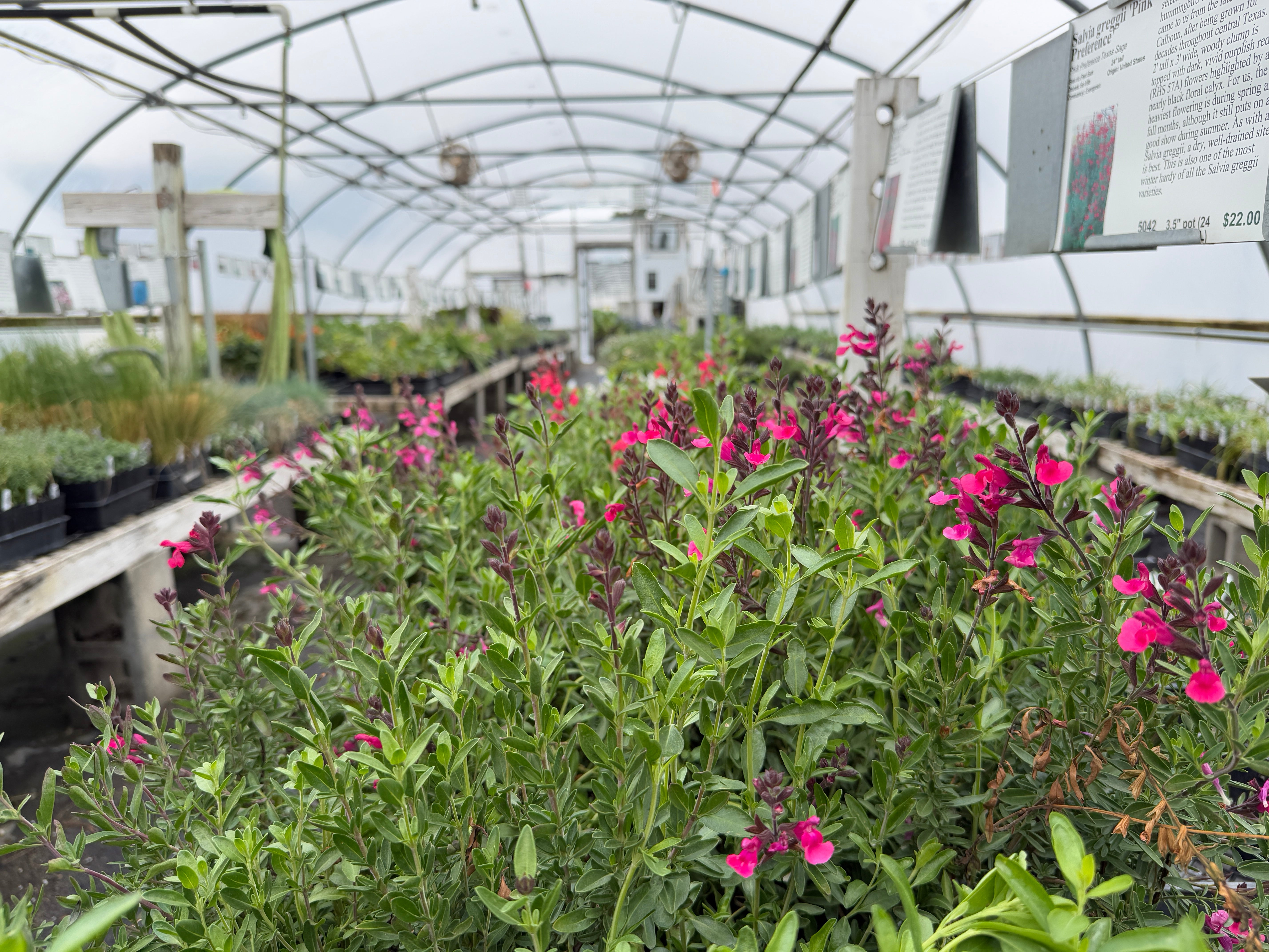 Perennial Garden Plants, Online Nursery Plant Delights Nursery