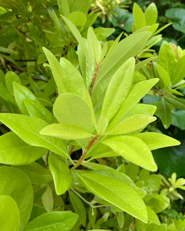 Image of Illicium parviflorum 'Florida Sunshine' taken at Juniper Level Botanic Gdn, NC by C. Hardison
