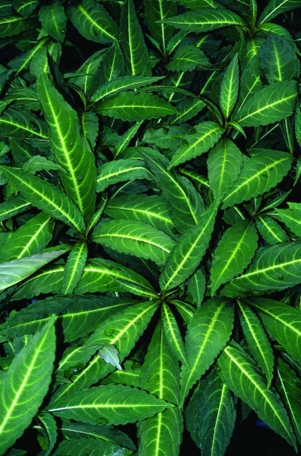 Image of Impatiens omeiana  'Eco Mount Emei' taken at Juniper Level Botanic Gdn, NC by JLBG