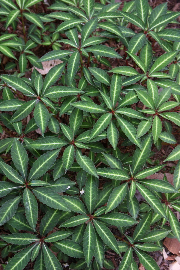 Image of Impatiens omeiana  'Eco Mount Emei' taken at Juniper Level Botanic Gdn, NC by JLBG