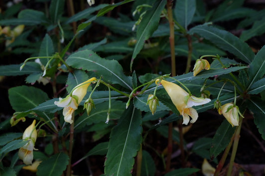 Image of Impatiens omeiana  'Eco Mount Emei' taken at Juniper Level Botanic Gdn, NC by JLBG