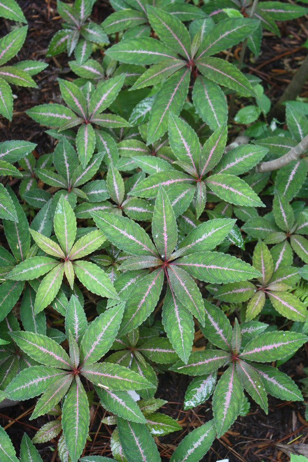 Image of Impatiens omeiana 'Silver Pinkster' taken at Juniper Level Botanic Gdn, NC by JLBG