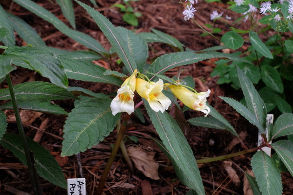 Image of Impatiens omeiana 'Silver Pinkster' taken at Juniper Level Botanic Gdn, NC by JLBG