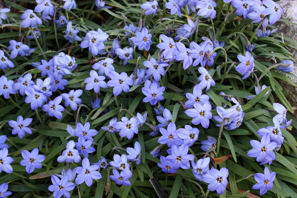 Blue Flowers | Blue Flowering Plants | Blue and Purple Flowers