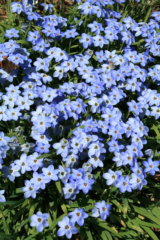 Image of Ipheion peregrinans 'Rolf Fiedler'