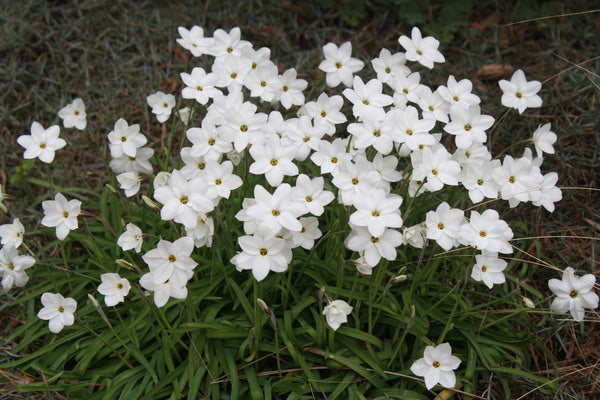 Image of Ipheion uniflorum 'Greystone' taken at Juniper Level Botanic Gdn, NC by JLBG