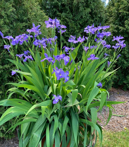 Image of Iris x ampliflora 'Ming Treasure' taken at Walters Gardens, MI by H. Hansen