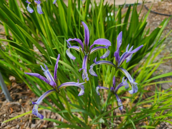 Image of Iris anguifuga 'Snake Bane' taken at Juniper Level Botanic Gdn, NC by JLBG